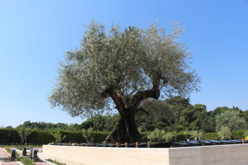 岸和田市でお墓や樹木葬、永代供養をお探しの方へ