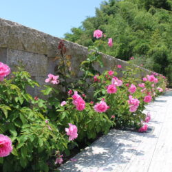 【堺・和泉】手ぶらでお参り、バラの香る霊園。後悔したくない人のための「新しいお墓」の選び方