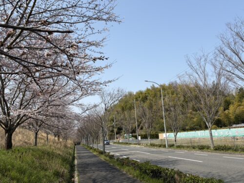 桜と神道の関わり 堺市・和泉市の樹木葬