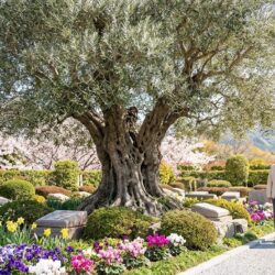 お墓じまいは「家の引越し」と同じ？春の見学シーズンに知っておきたい、安心の進め方