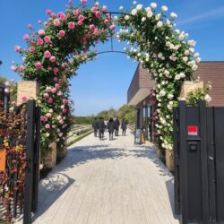 樹木葬専門霊園の春を告げるバラの蕾