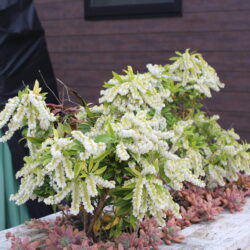 春のストレス解消法！お花見がもたらすリラックス効果と「幸せホルモン」