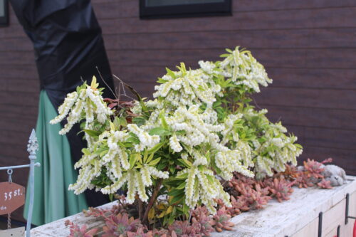 春のストレス解消法！お花見がもたらすリラックス効果と「幸せホルモン」