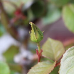 山の神と里の神