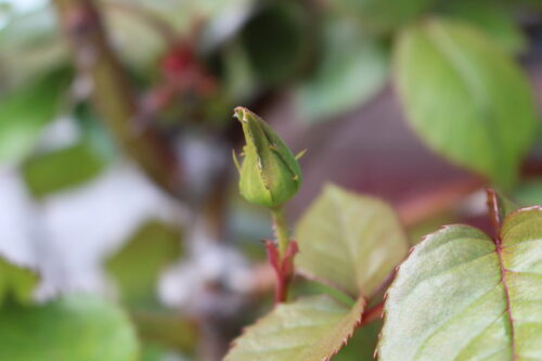 山の神と里の神