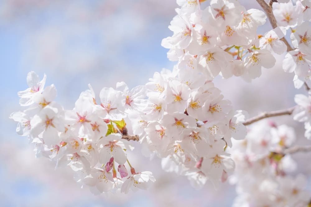 桜
