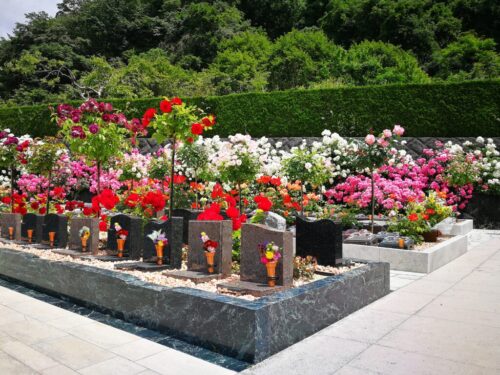 交野市の樹木葬霊園バラが満開！