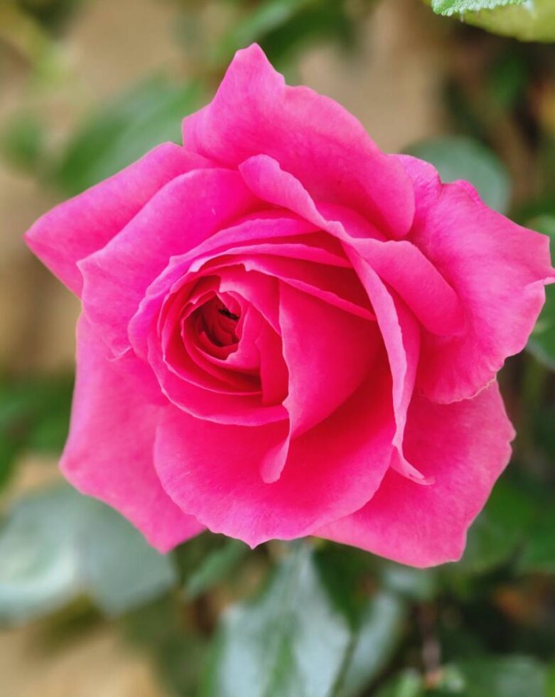 バラ開花