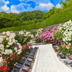 樹木葬を探すなら？費用相場や失敗しない比較方法を解説