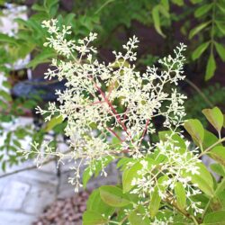 夏を健康に楽しむ川遊び！お盆の言い伝えには科学的な理由があった？
