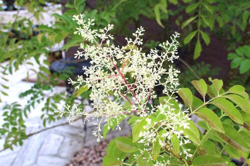 夏を健康に楽しむ川遊び！お盆の言い伝えには科学的な理由があった？